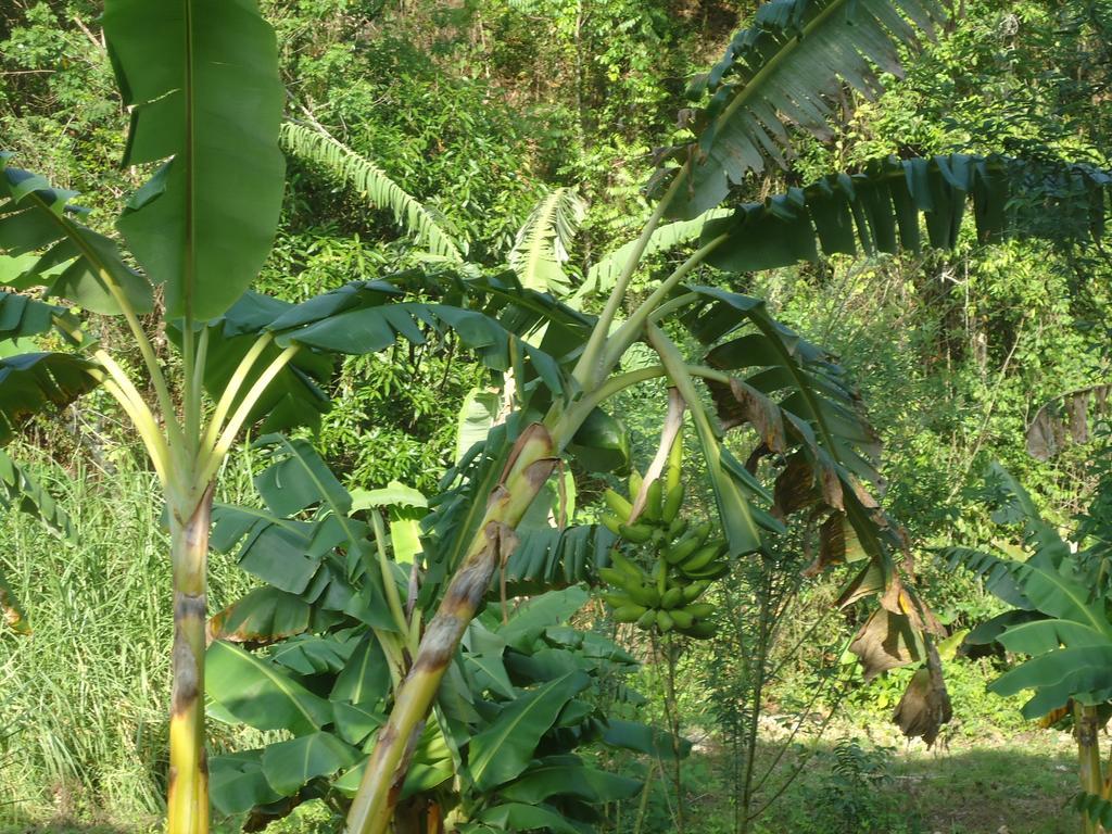 Finca Carpe Diem Ecolodge Minca Esterno foto