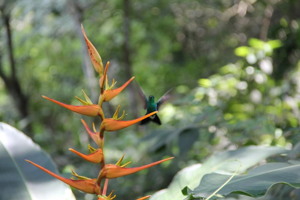 Finca Carpe Diem Ecolodge Minca Esterno foto